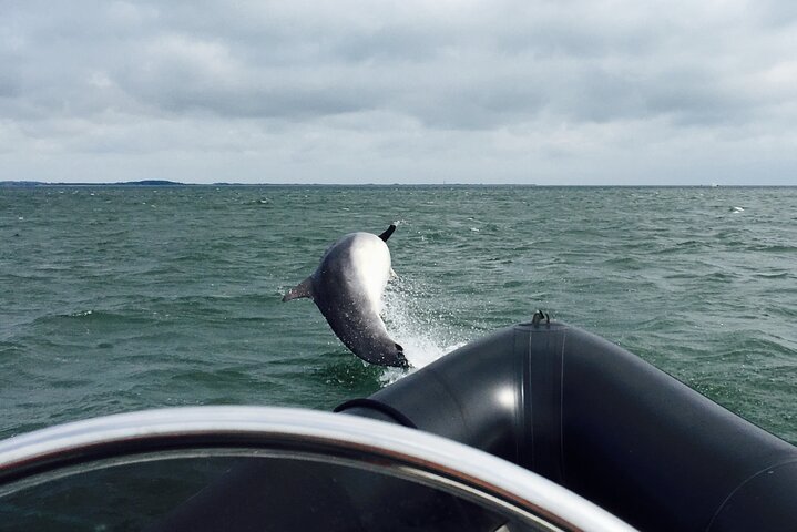 Boot Seafari Abenteuer