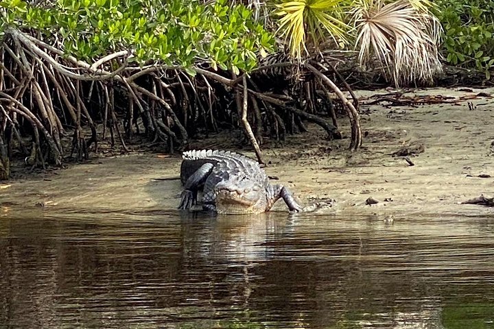Recorrido ecológico por la playa en barco con manatíes, delfines y 10 000 islas