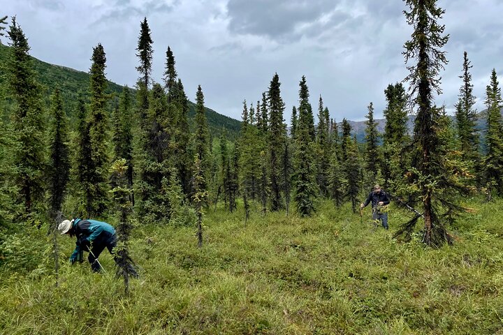Denali Park Nature Walk (3 horas) w / naturalista especialista