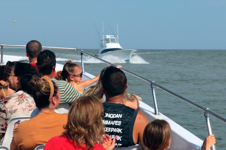 45-minütige Sea Rocket Speed Boat & Dolphin Cruise in Ocean City MD