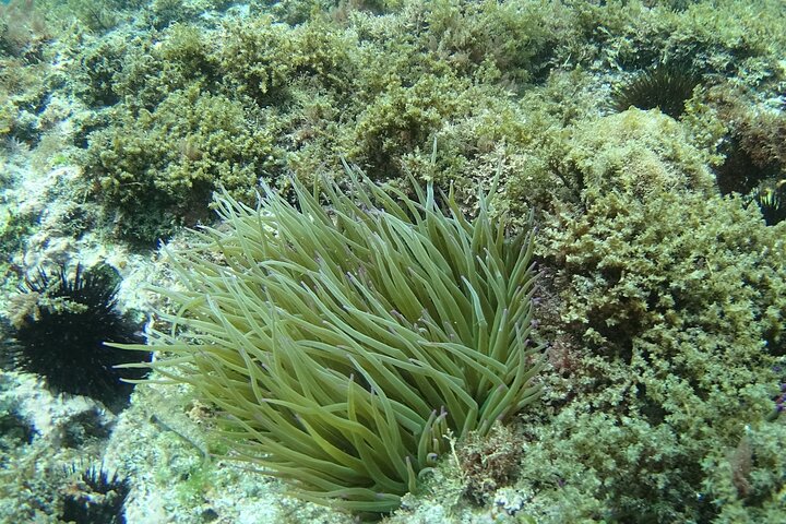 Kajak- og snorkeltur i Cerro Gordo Naturpark, La Herradura