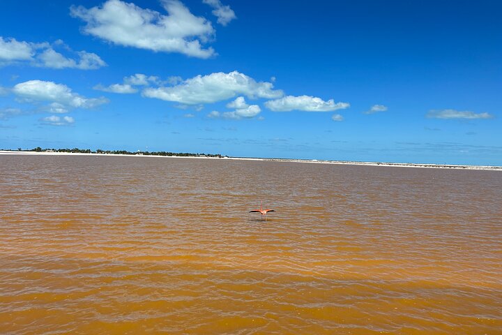Biglietto d'ingresso al Safari nelle lagune rosa di Las Coloradas