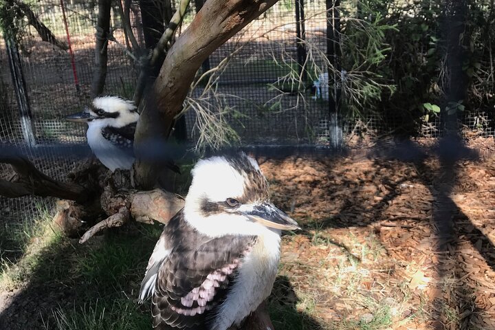 Tour privado de día completo de vida silvestre de Ozzie en Melbourne