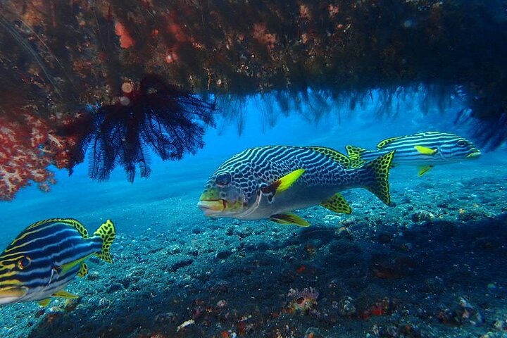 Buceo privado de 4 horas en Tulamben USAT Liberty Ship Wreck and Coral