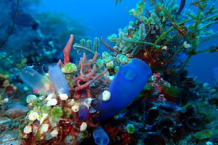 Buceo privado de 4 horas en Tulamben USAT Liberty Ship Wreck and Coral