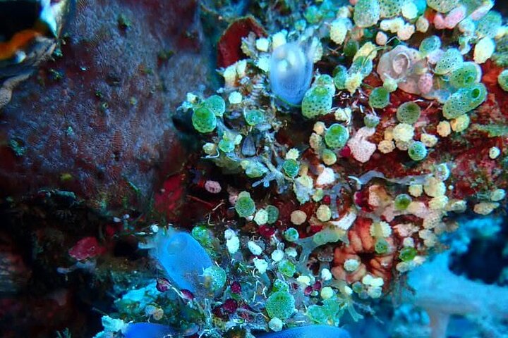 Buceo privado de 4 horas en Tulamben USAT Liberty Ship Wreck and Coral