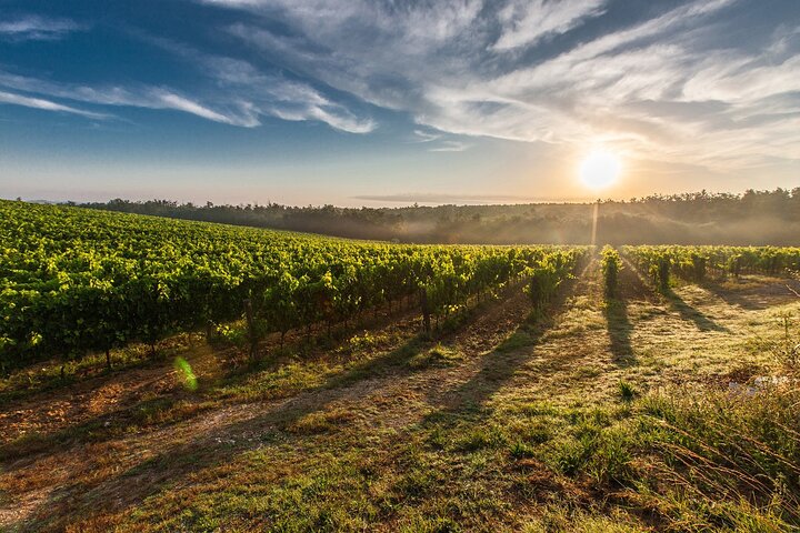 Byg din egen unikke private vingård/bryggeritur i Margaret River-regionen