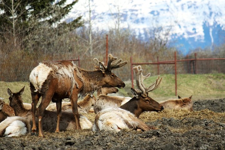 Trasferimento in crociera da Whittier ad Anchorage e tour della fauna selvatica