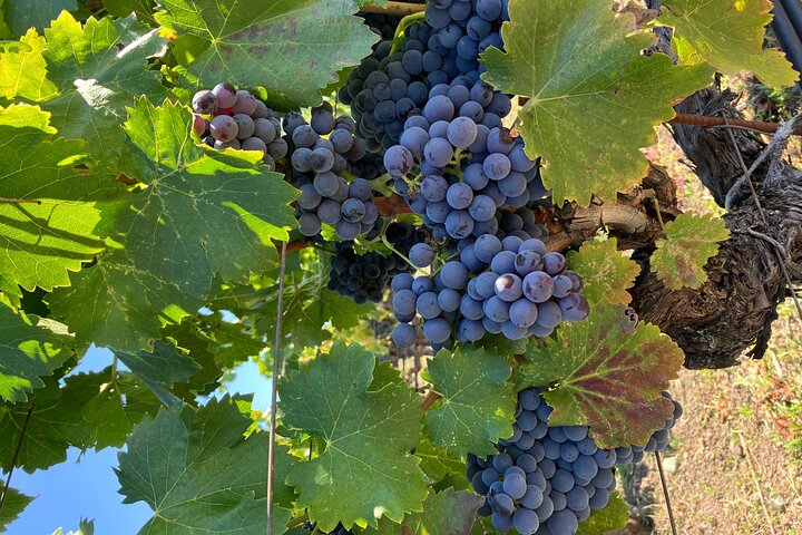 "Melhor Tour Privado de Vinhos de Napa ou Sonoma para até 8 Pessoas"