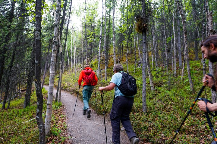 Denali Park Nature Walk (3 horas) w / naturalista especialista