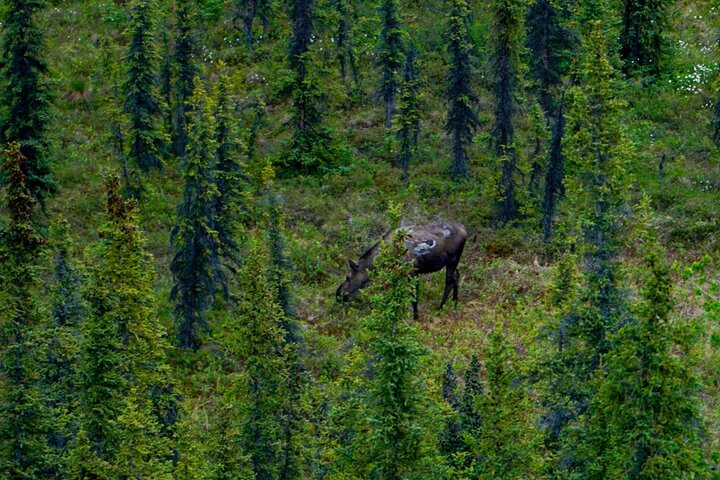 Denali Park Nature Walk (3 horas) w / naturalista especialista