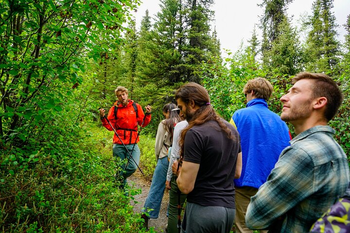 Denali Park Nature Walk (3 horas) w / naturalista especialista