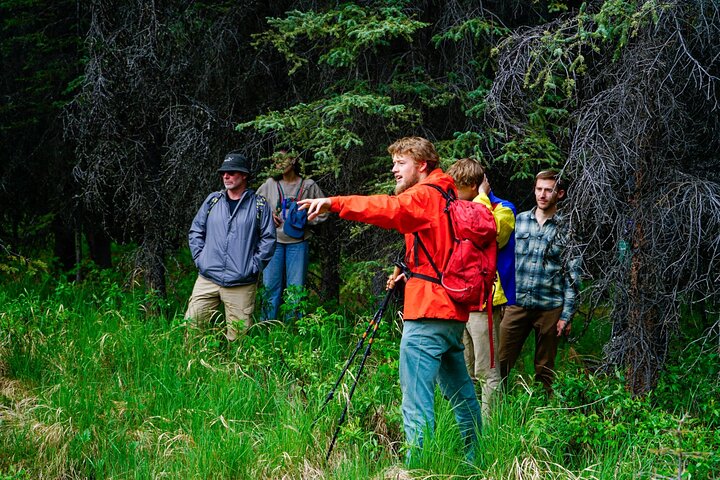 Denali Park Nature Walk (3 horas) w / naturalista especialista