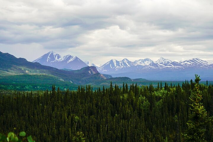 Denali Park Nature Walk (3 horas) w / naturalista especialista