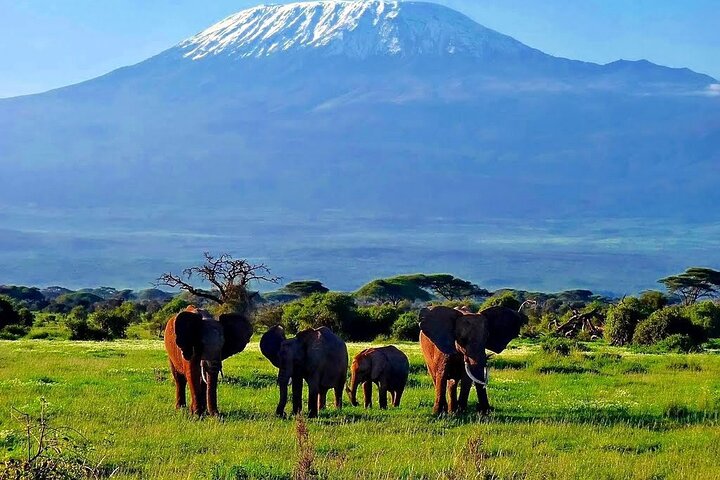 3 dagars Amboseli med flyg från Mombasa / Diani (minst 2 personer)