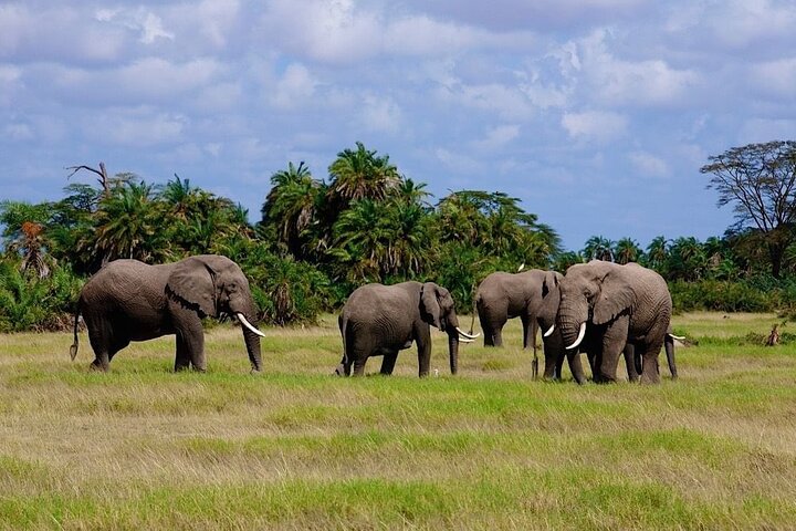 3 dagars Amboseli med flyg från Mombasa / Diani (minst 2 personer)