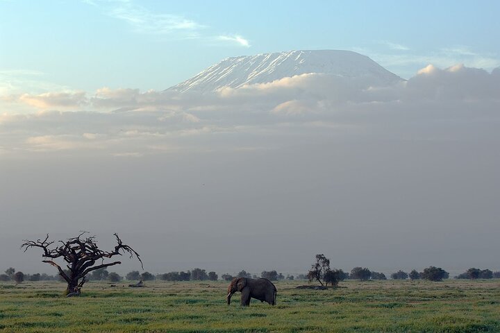 3 dagars Amboseli med flyg från Mombasa / Diani (minst 2 personer)