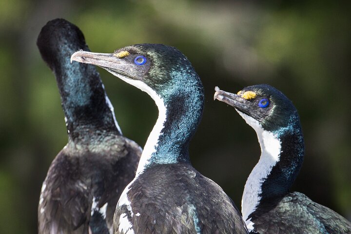 Motuara Wildlife Sanctuary Tour und Delfin-Kreuzfahrt ab Picton