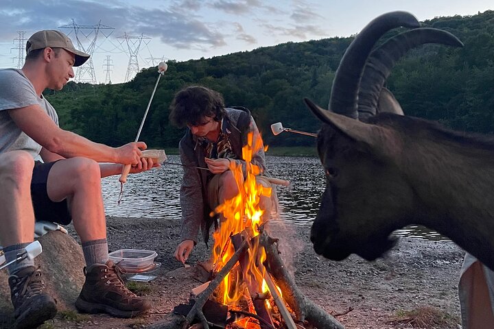 Senderismo con cabras, visita a Beaver Dam y picnic en el bosque de Quebec