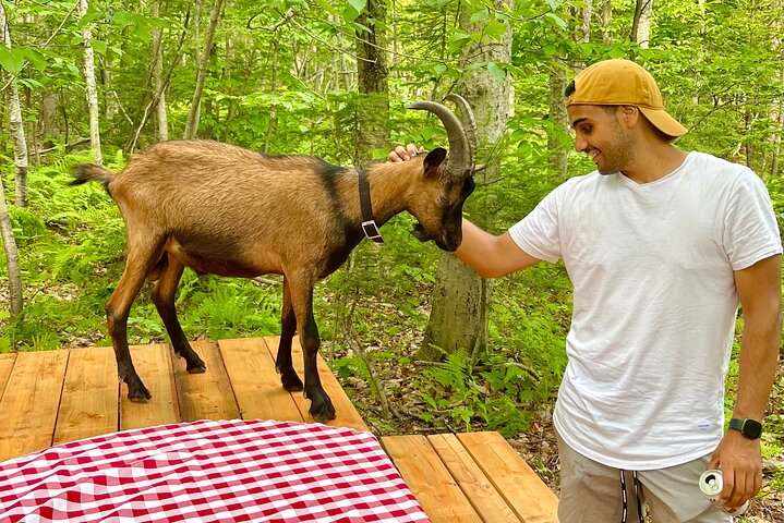 Senderismo con cabras, visita a Beaver Dam y picnic en el bosque de Quebec