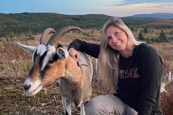 Senderismo con cabras, visita a Beaver Dam y picnic en el bosque de Quebec