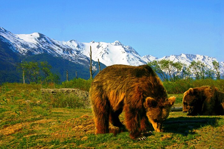 Tour avventuroso con vista sul ghiacciaio e fauna selvatica di Anchorage