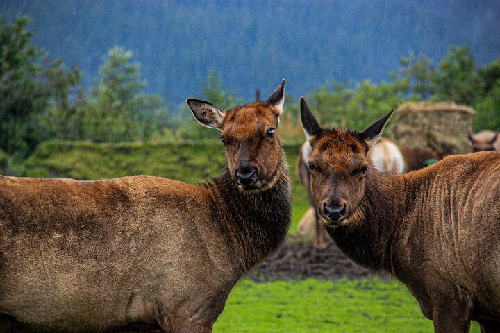 Tour avventuroso con vista sul ghiacciaio e fauna selvatica di Anchorage