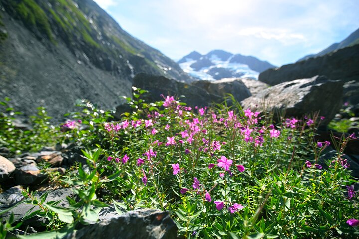 Tour avventuroso con vista sul ghiacciaio e fauna selvatica di Anchorage