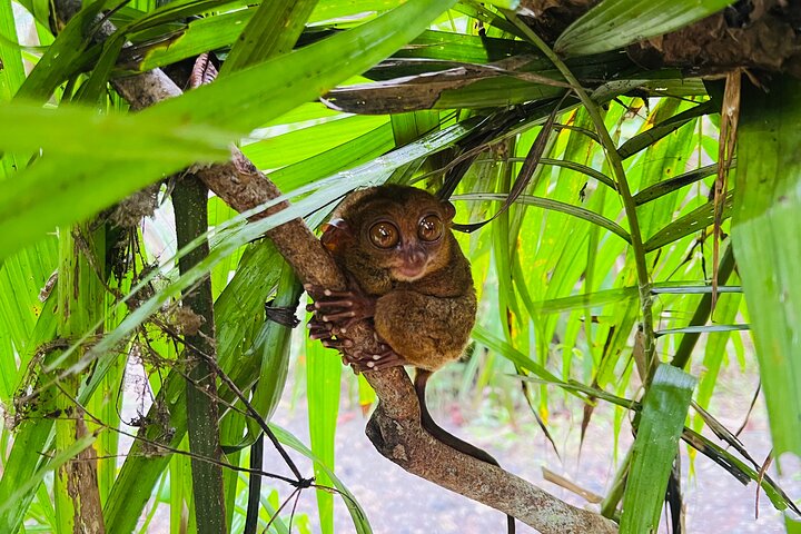 Bohol dagstur med rundturstransport fra Cebu