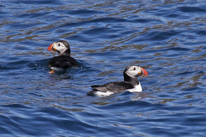 Observação de golfinhos e baleias (4 horas) + Desembarque na Ilha Blasket (3 horas)