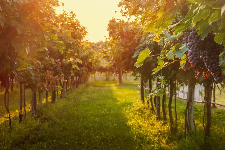 Tour privato a piedi nel patrimonio dei vigneti di Baden-Baden