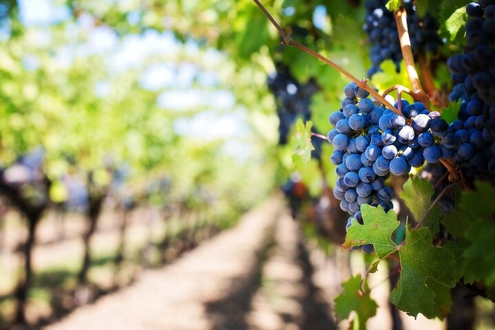 Tour privato a piedi nel patrimonio dei vigneti di Baden-Baden