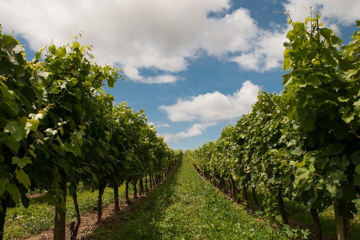 Tour privato a piedi nel patrimonio dei vigneti di Baden-Baden