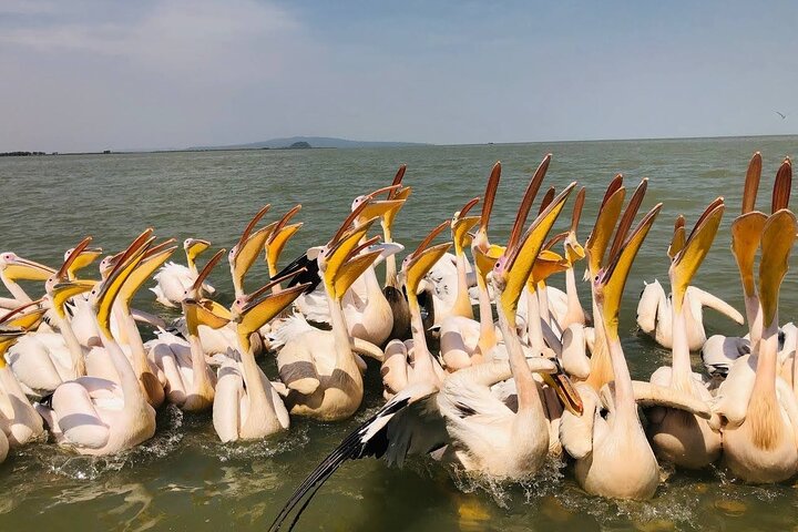 Dagstur Bahir Dar, Lake Tana og Blue Nile Falls Tours