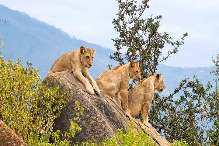 2 Days 1 Night Amboseli National Park Safari from Nairobi