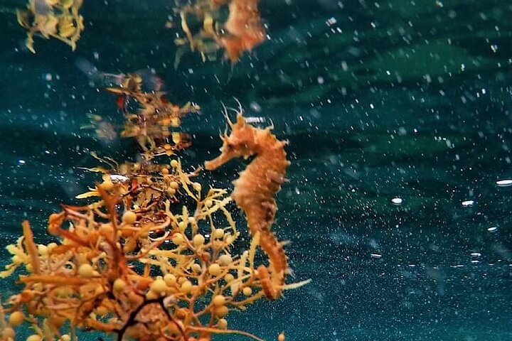 Guided Snorkel Tour Phil Foster Park (Høy tidevann)