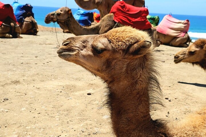 Marokko : Tanger privétour vanuit Malaga & Tarifa, all-inclusive
