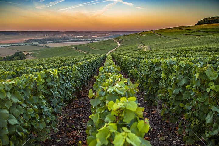 Tour privado de champán Veuve Clicquot, Moet y Chandon desde Reims