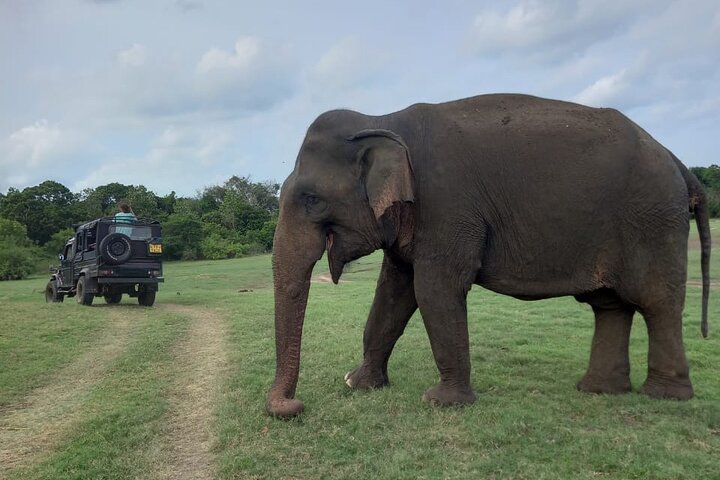 Privat jeep safari i Minneriya National Park for at besøge elefanter