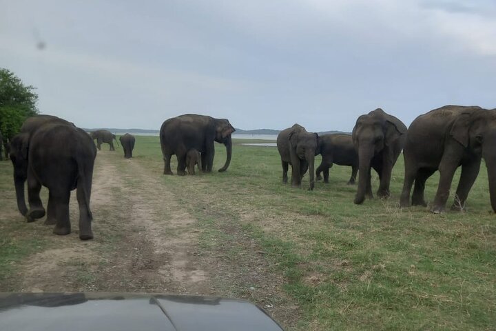 Privat jeep safari i Minneriya National Park for at besøge elefanter