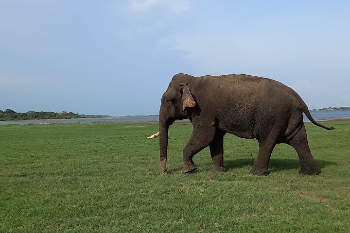 Privat jeep safari i Minneriya National Park for at besøge elefanter