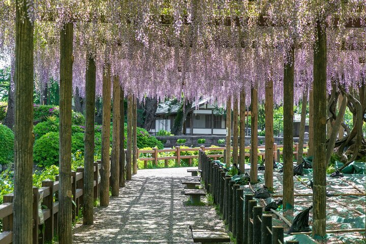 Odawara slott och stad guidad upptäcktsresa
