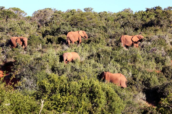 Addo Elephant Park All-Inclusive Day Safari fra Port Elizabeth