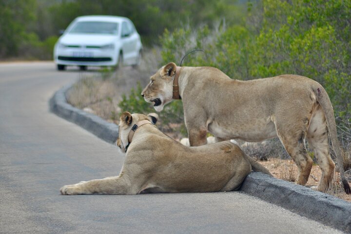 Addo Elephant Park All-Inclusive Day Safari fra Port Elizabeth