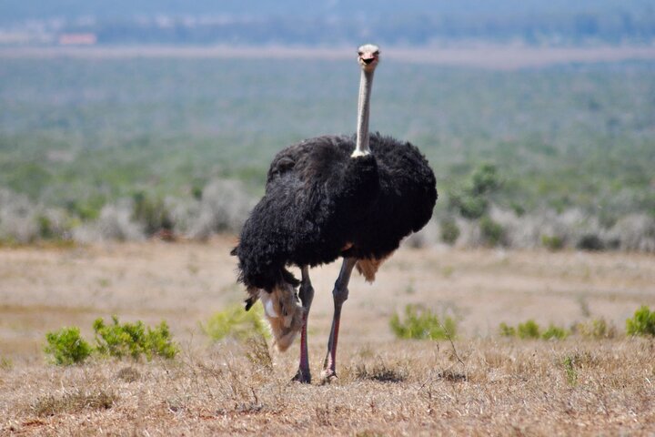 Addo Elephant Park All-Inclusive Day Safari fra Port Elizabeth