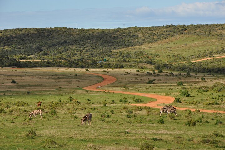Addo Elephant Park All-Inclusive Day Safari fra Port Elizabeth