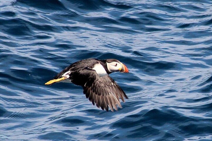 Observação de golfinhos e baleias (4 horas) + Desembarque na Ilha Blasket (3 horas)