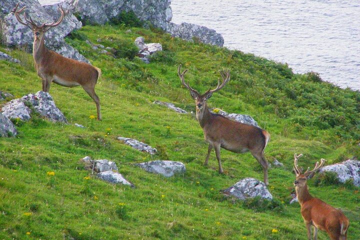 Observação de golfinhos e baleias (4 horas) + Desembarque na Ilha Blasket (3 horas)