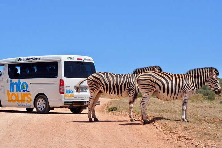 Addo Elephant Park All-Inclusive Day Safari fra Port Elizabeth