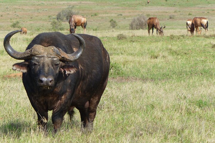 Addo Elephant Park All-Inclusive Day Safari fra Port Elizabeth